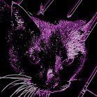 NeonNinjaCat