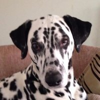 Jasperathome