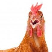 AgentChicken1