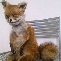 Fox M