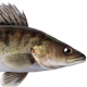 FizuKuHa