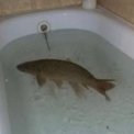 Le Bathtub Fish