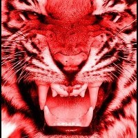 RedTiger
