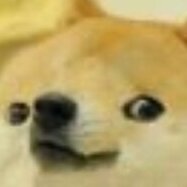 Doge49