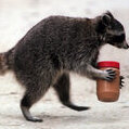 French And Fried
