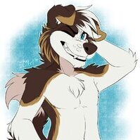 GokanTheHusky