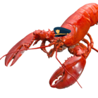 Officer Lobster