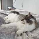 Fuzznballs