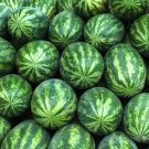 melonhead101