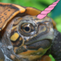 TurdUnicorns