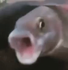 Fishyboy