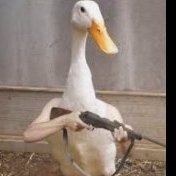 duckdude101