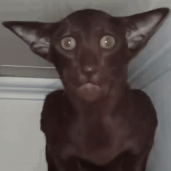 Shmogo