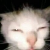 Norbert0
