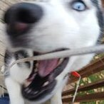 Redhusky21