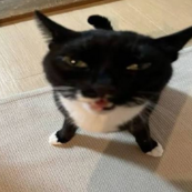 Elgiovannino