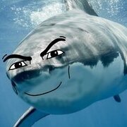 qqsharky
