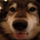 wolfz 7
